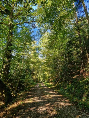 9 - Randonnée : Circuit Val de la Mossig - Romanswiller - Photo 4