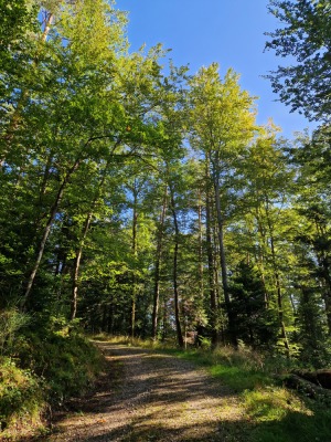 9 - Randonnée : Circuit Val de la Mossig - Romanswiller - Photo 5