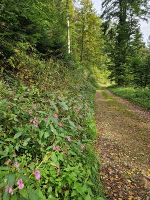 8 - Randonnée : Circuit de Romanswiller - Romanswiller - Photo 4