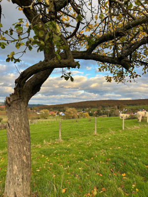 10 - Randonnée : Circuit du Tire-Lire - Cosswiller - Photo 3