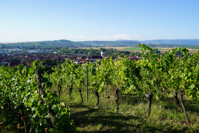 13 - Randonnée : Circuit du Stephansberg - Wasselonne - Photo 3