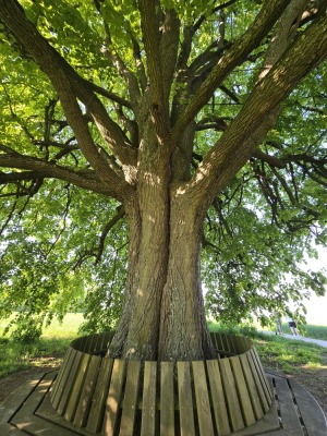 13 - Randonnée : Circuit du Stephansberg - Wasselonne - Photo 5