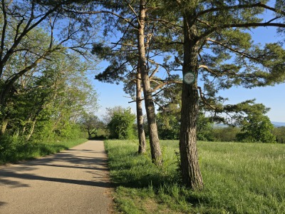 13 - Randonnée : Circuit du Stephansberg - Wasselonne - Photo 7