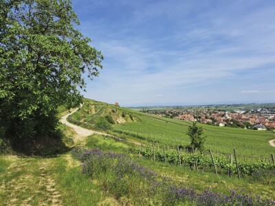 13 - Randonnée : Circuit du Stephansberg - Wasselonne - Photo 8