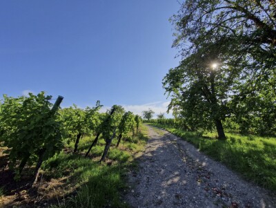15 - Randonnée : Circuit du Wangenberg - Marlenheim - Photo 6