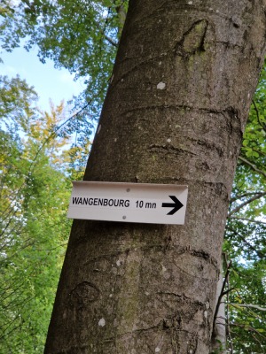 1 - Randonnée : Circuit Panorama Sud - Wangenbourg-Engenthal - Photo 7