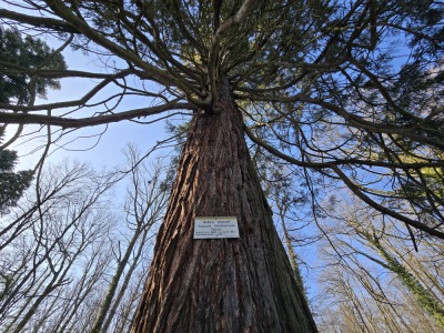 12 - Randonnée : Circuit du Geierstein - Wasselonne - Photo 10