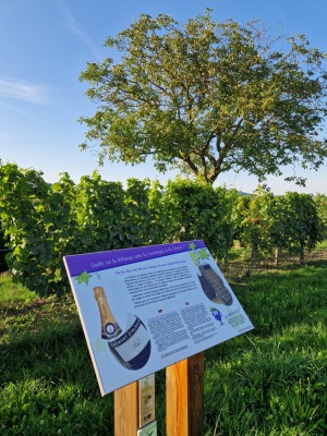 20 - Randonnée : Circuit du Rutscherle - Dahlenheim - Photo 8