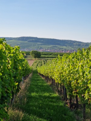 20 - Randonnée : Circuit du Rutscherle - Dahlenheim - Photo 9