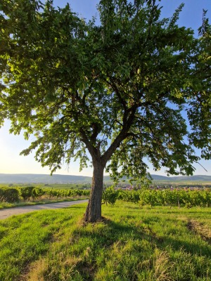 20 - Randonnée : Circuit du Rutscherle - Dahlenheim - Photo 10