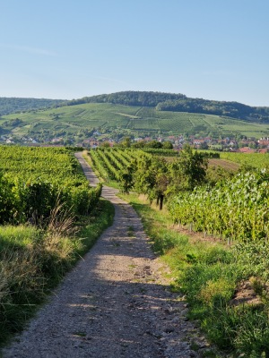 21 - Randonnée : Circuit de Balbronn - Balbronn - Photo 1