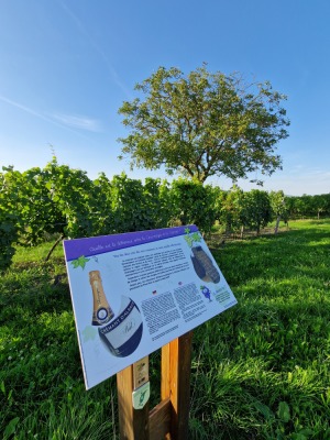 21 - Randonnée : Circuit de Balbronn - Balbronn - Photo 5