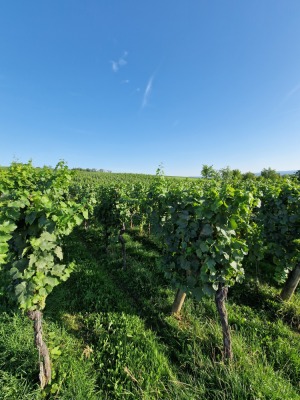 21 - Randonnée : Circuit de Balbronn - Balbronn - Photo 6