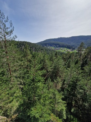 MN 1. Circuit du Panorama Sud - Wangenbourg-Engenthal - Photo 2