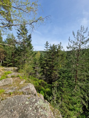 MN 1. Circuit du Panorama Sud - Wangenbourg-Engenthal - Photo 3