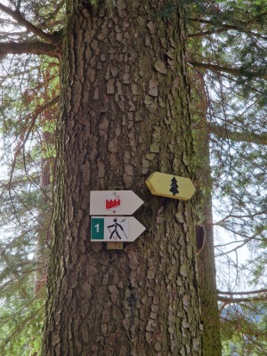 MN 1. Circuit du Panorama Sud - Wangenbourg-Engenthal - Photo 4