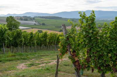 1 . Circuit du Vignoble - Wasselonne - Photo 1