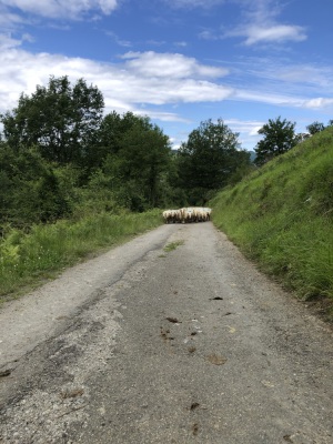 #GVL BuganguesEnFolie _60km_1100D+ - Oloron-Sainte-Marie - Photo 5