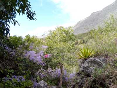 Mafate: Maido <-> Roche plate - Trois Roches - Saint-Paul - Photo 4
