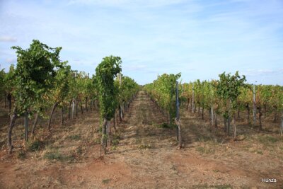De Rosheim vers Obernai - Rosheim - Photo 8